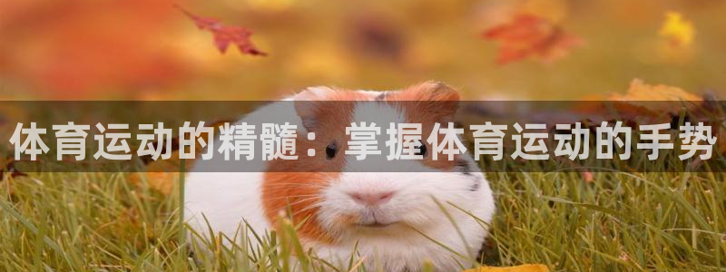 体育运动的精髓：掌握体育运动的手势